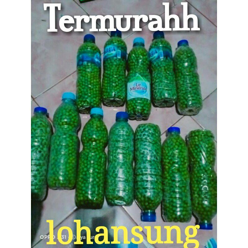 bibit bonsai lohansung lohansui mawar biji lohansung original