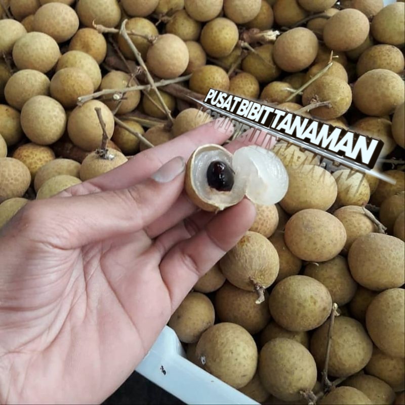 

BIBIT KLENGKENG NEW KRISTAL BISA BERBUAH DI POT