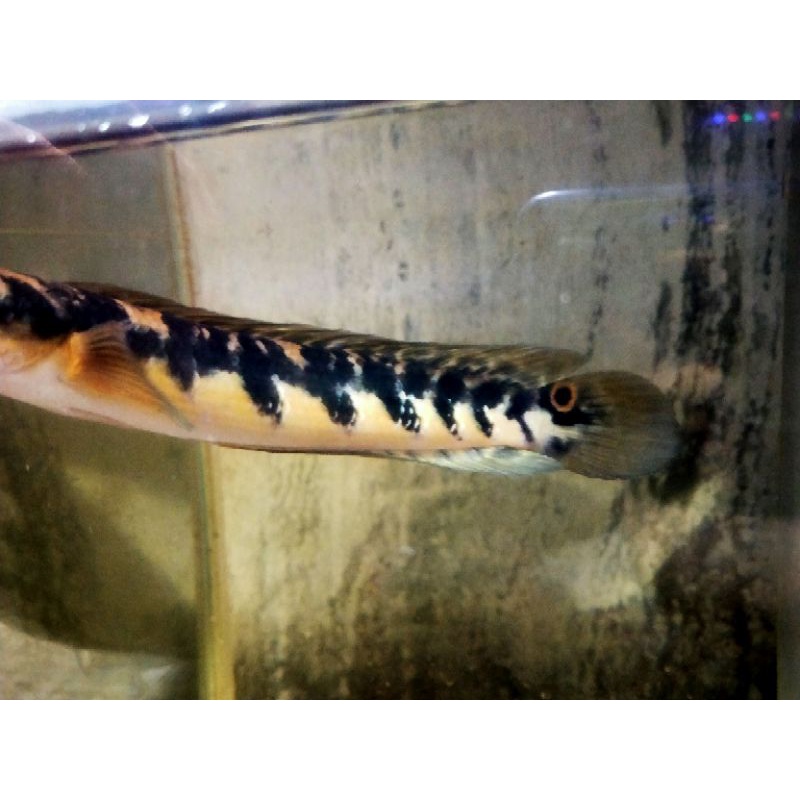 yellow Sentarum size 20-22cm