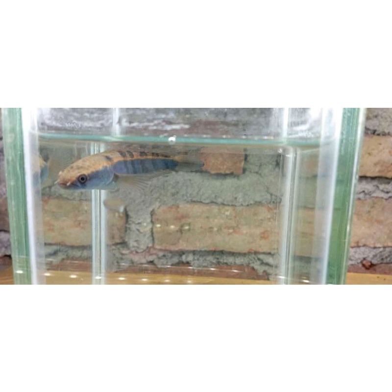 baby channa red kalteng/barito.7-8cm