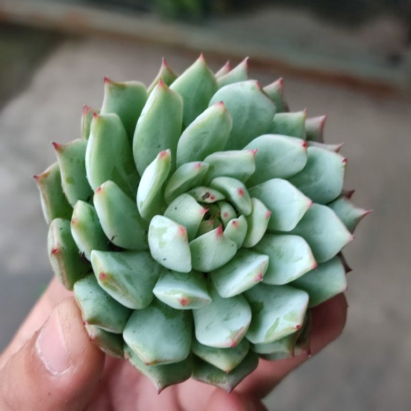 Sukulen Import Echeveria Tippy