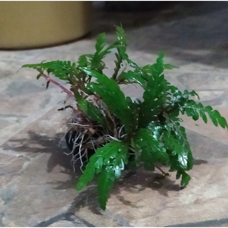 Wabikusa Hygrophila Pinatifida Bucephalandra [ aquacheapy ]