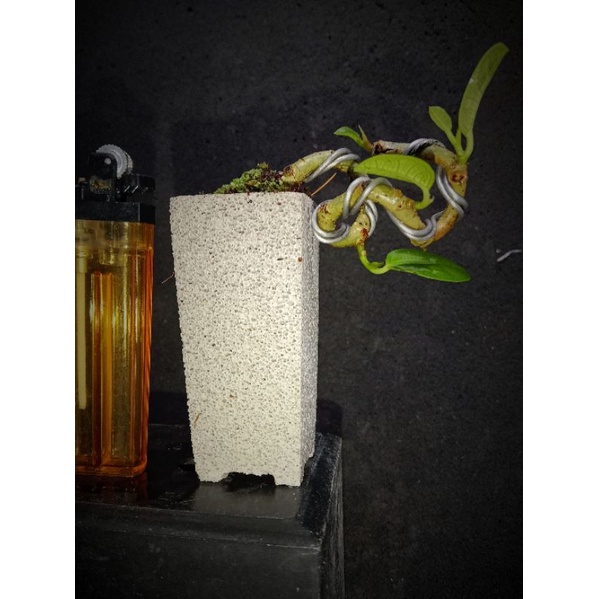 ficus amplas taiwan shito bonsai