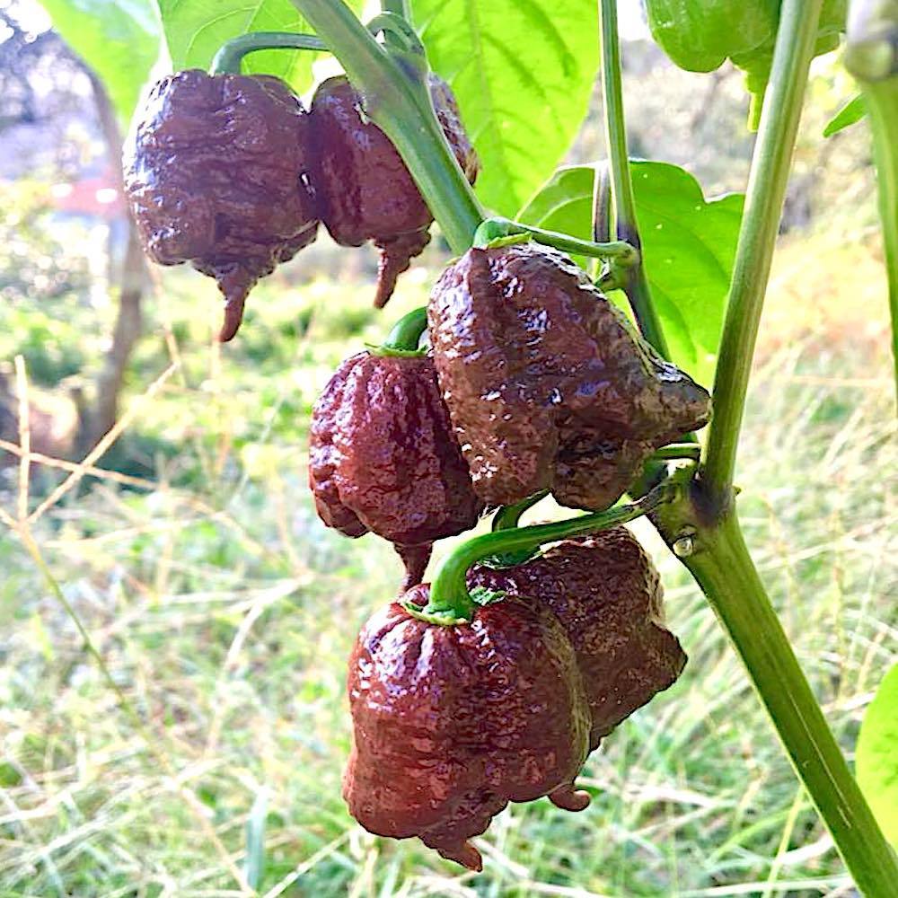 BS-BYL Bibit Cabe Hias Pelangi Benih Tanaman Sayuran Cabai Carolina Reaper Merah Bolivian Rainbow Katokkon Numex Giant Raksasa Sweet Italian Ungu Hitam-CH CAROLINA COKLAT