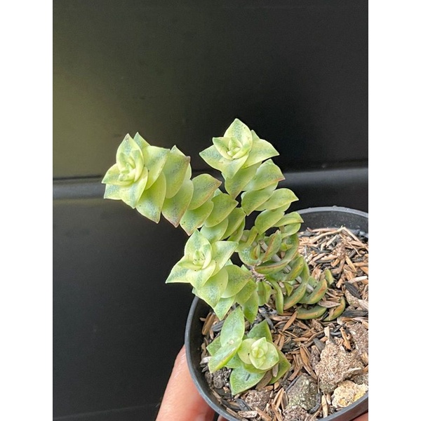 Sukulen Crassula Perforata