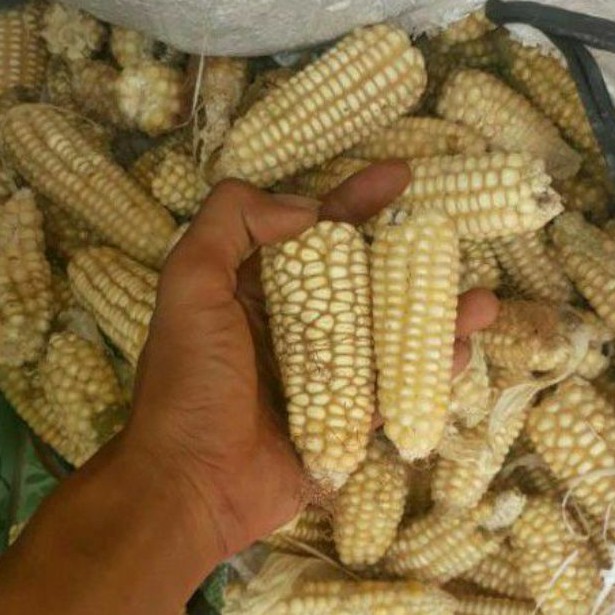 BIJI JAGUNG PUTIH /BIJI JAGUNG/JAGUNG PIPIL PUTIH berat 1kg