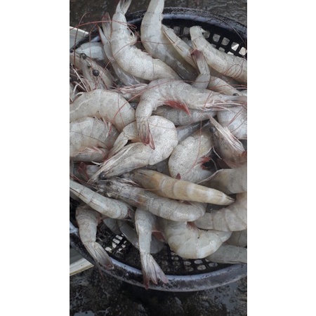 

udang besar fres 500grm