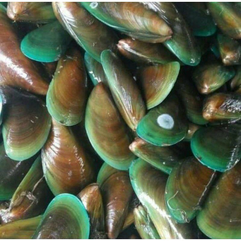 

Kerang Hijau Segar 1~Kilogram