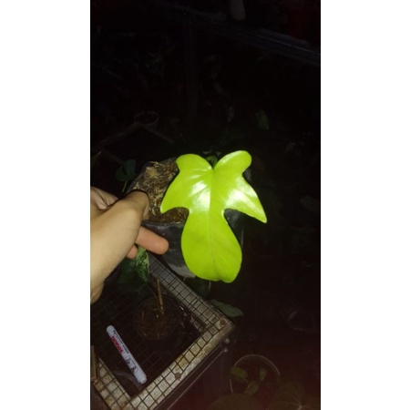 tanaman hias philodendron florida beauty variegata