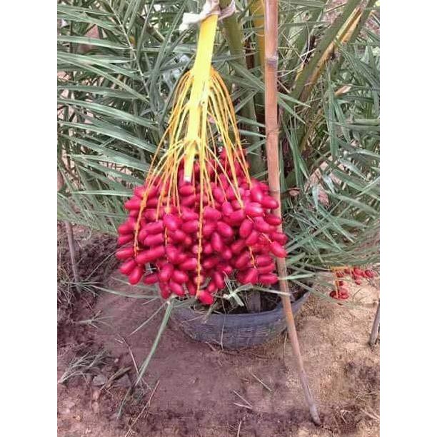 kw wahid bibit benih biji kurma thailand h1 merah asa thailand unggulan