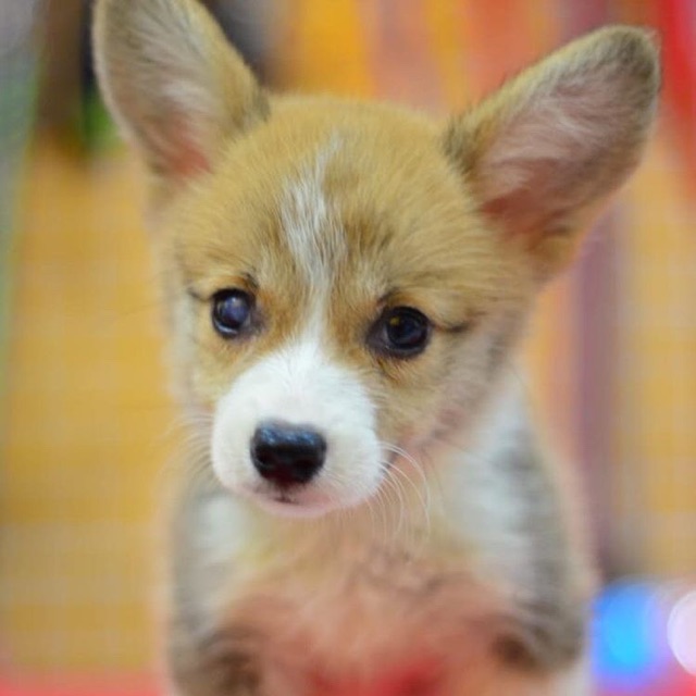 Anjing Corgi di Shopee Indonesia