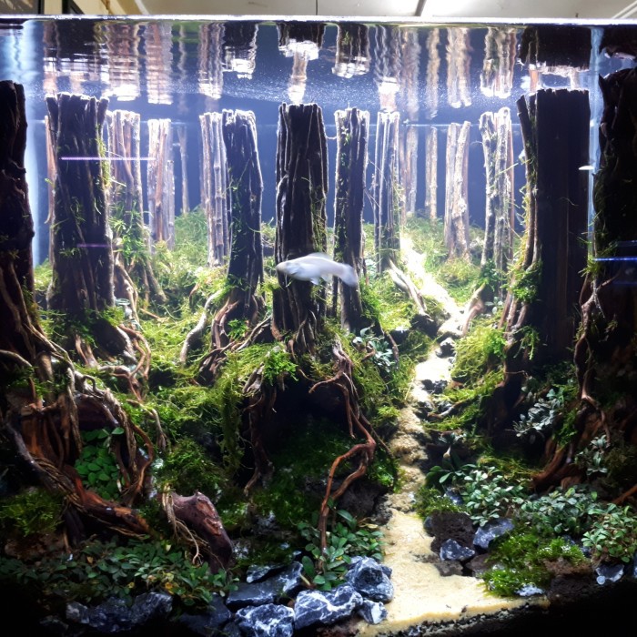 Aquarium Aquascape Full Set Design Tema Jungle Style 1