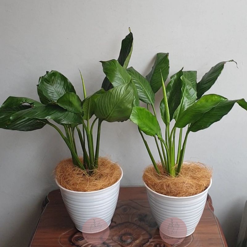 Peace Lily | Tanaman hias aroid di pot