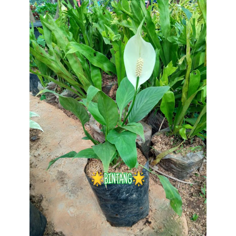 Jual Tanaman Bunga Peace Lily Tanaman Hias Spatufhillum Shopee Indonesia