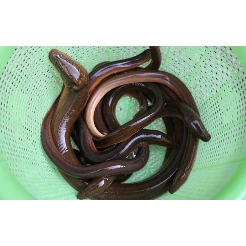 

BELUT HIDUP SEGAR - 1 KG