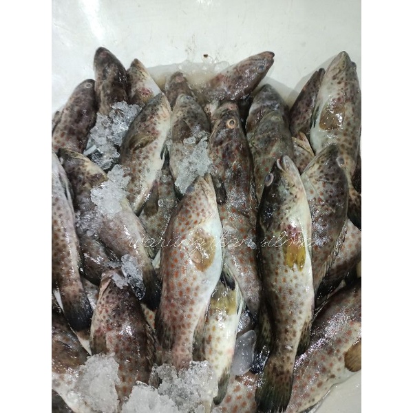 

ikan kerapu Balong size 5/1kg