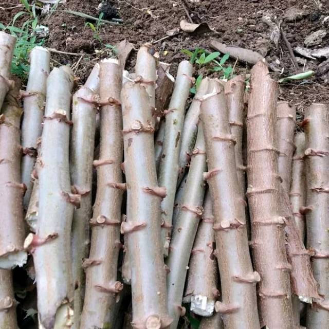 

Bonggol singkong