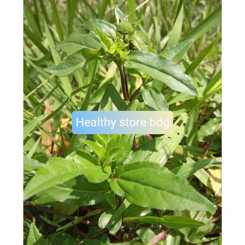 

Daun Urang Aring Segar Paket 1 kg