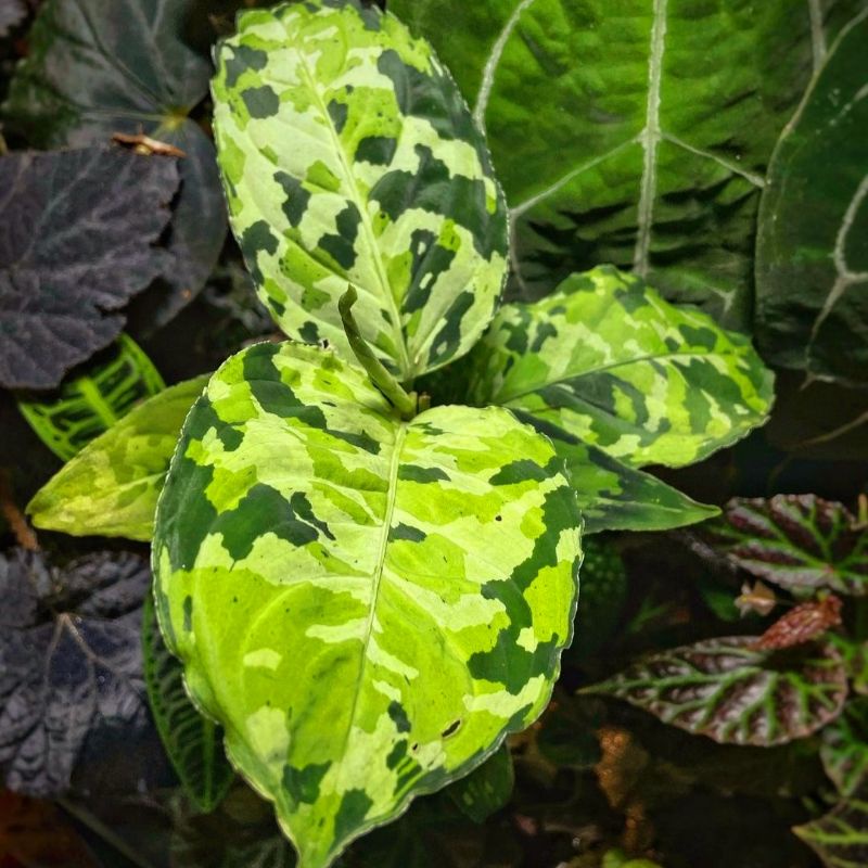 Aglonema Pictum Tricolor Mutasi Tanaman Hias Bunga Aglaonema Murah Merah BUKAN bonggol bibit - tanaman hias hidup - bunga hidup - bunga aglonema - aglaonema merah - aglonema merah - aglonema murah - aglaonema murah/ Florist Nursery