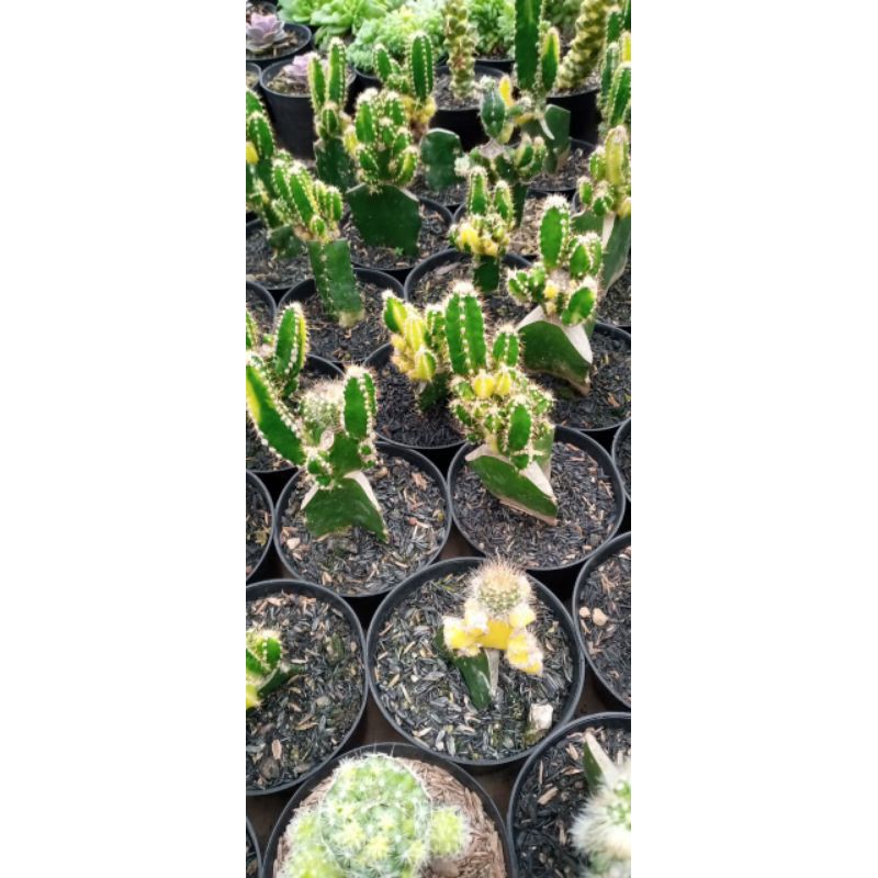 kaktus Candi Variegata