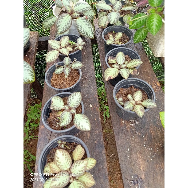 

episcia Chocolate Soldier