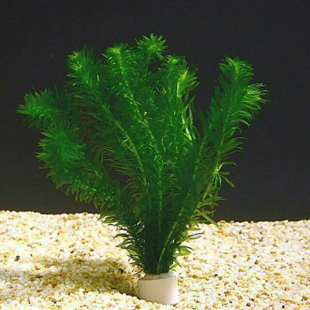 Tanaman Hidup Aquarium Aquascape Hydrilla Shopee Indonesia