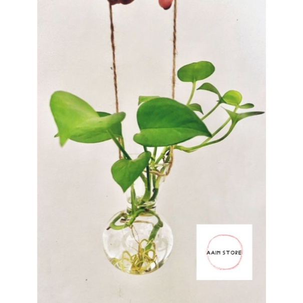 Tabung Reaksi Vas Bunga Kaca Pot Propagasi Air