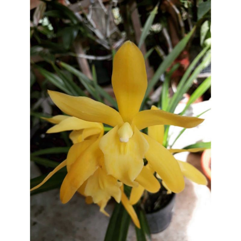 ANGGREK TANAH Golden Boy