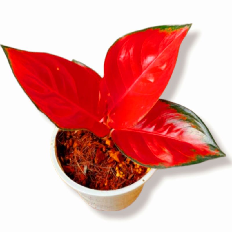 Aglaonema suksom mutasi / Aglonema suksom florist nursery/ Aglonema suksom (Tanaman hias aglaonema s