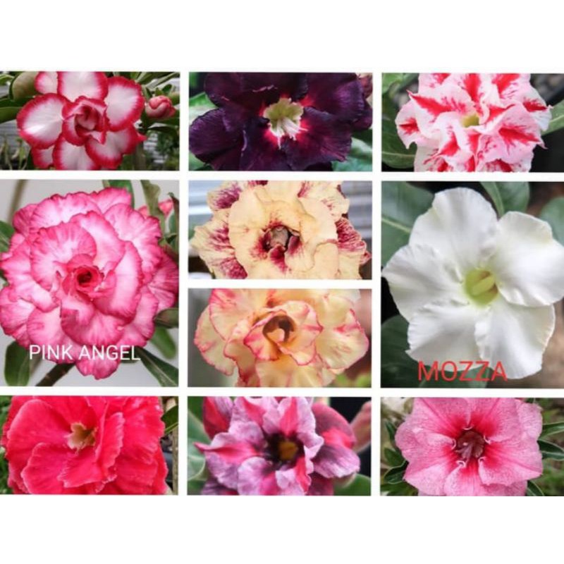 PROMO Paket 10 bibit adenium bunga tumpuk - bibit adenium - adenium