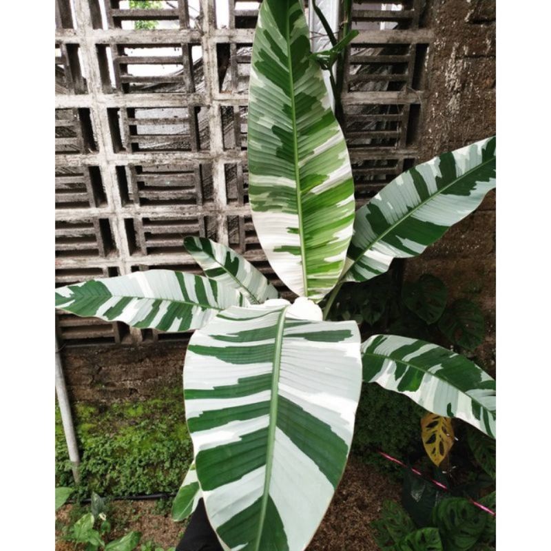 tanaman koleksi Bibit Pohon Pisang Florida Musae / Bonggol Pohon Pisang varigata Florida bibit tunas