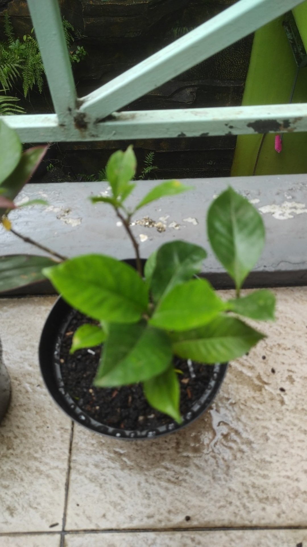 Tanaman Hias Kacapiring