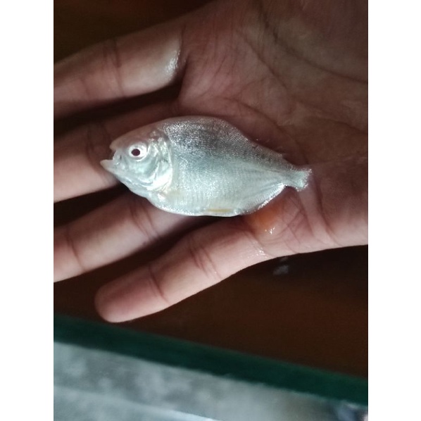 ikan pacu albino