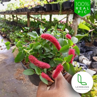Jual Bunga Ekor Kucing atau Ulat Merah Tanaman Hias Ekor Kucing