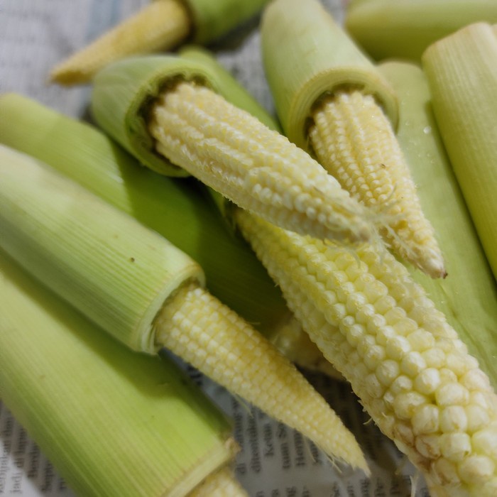 

Jagung Putren Muda Segar 500gr