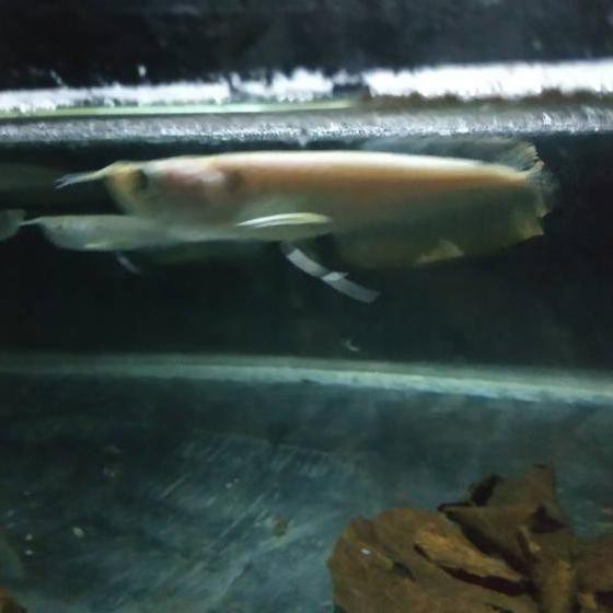 GER✼ Ikan arwana silver Brazil Terkini