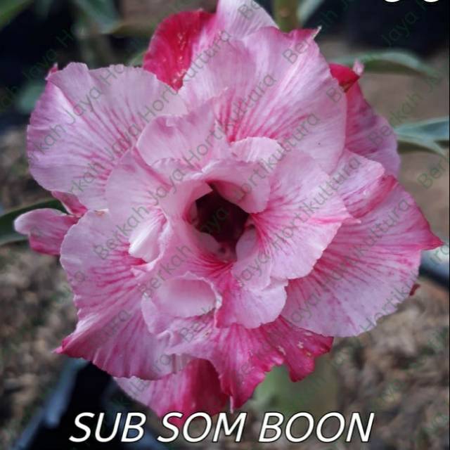 

Bibit Bunga Kamboja Adenium Sub Som Boon