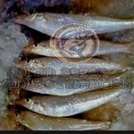 ikan rejung kaca piring