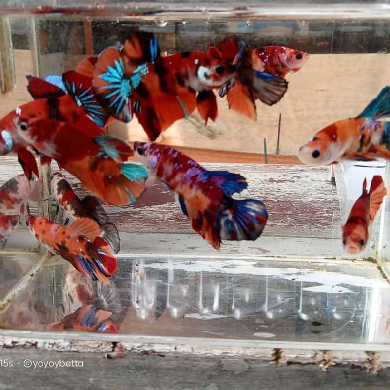 IKAN CUPANG HIAS, NEMO CLASIC,RED KOI, RED KOI GALAXY, NEMO COPER