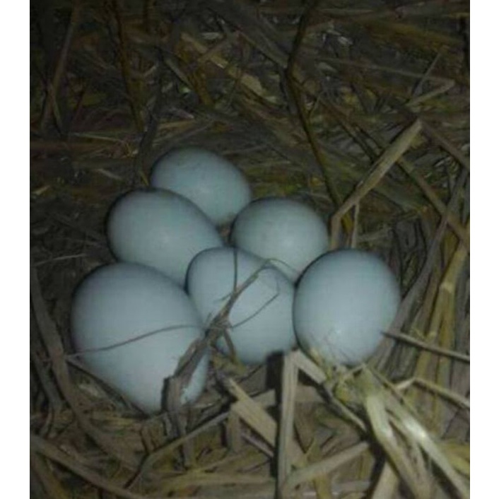 telor ayam bangkok birma