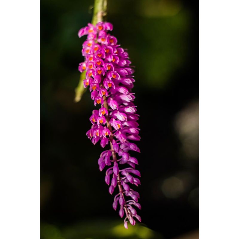 Bibit tanaman epifit bunga anggrek sikat gigi ungu Dendrobium secundum