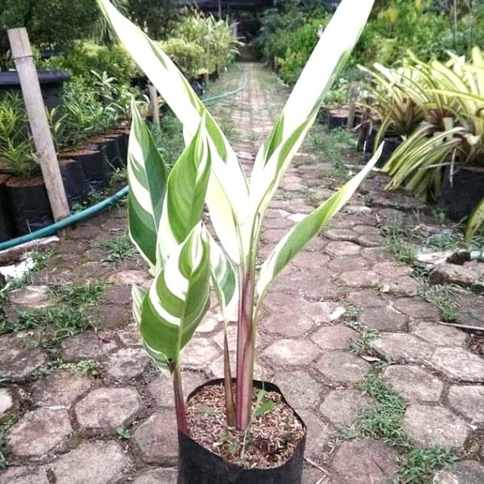 Heliconia Varigata | Pisangan putih | tanaman heliconia | pisang hias