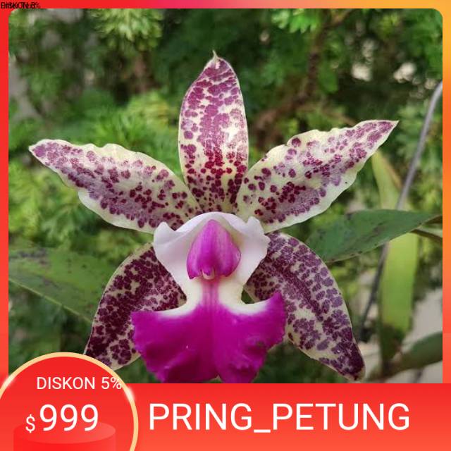 Cattleya Tianmu Sesame Dewasa