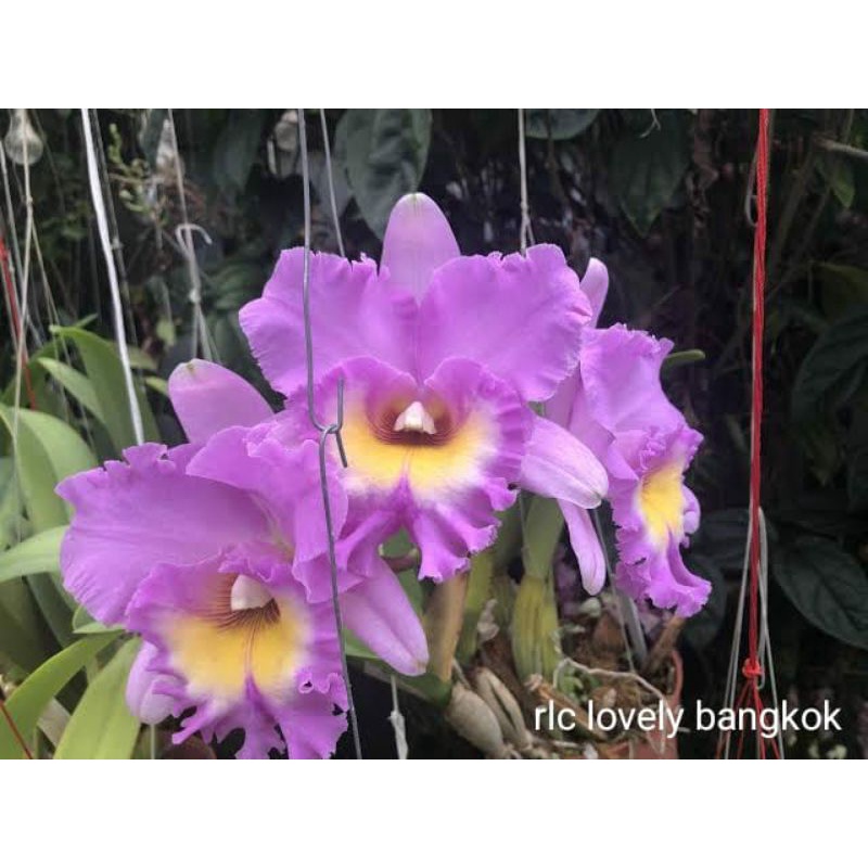 Tanaman Anggrek Cattleya  Dewasa siap bunga , spike dan knop