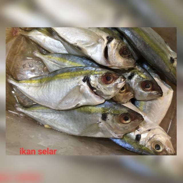 

Ikan Selar