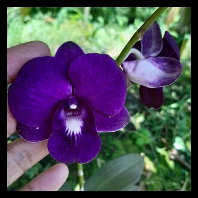 Anggrek Dendrobium Blue Mored Dewasa terlaris dan termurah