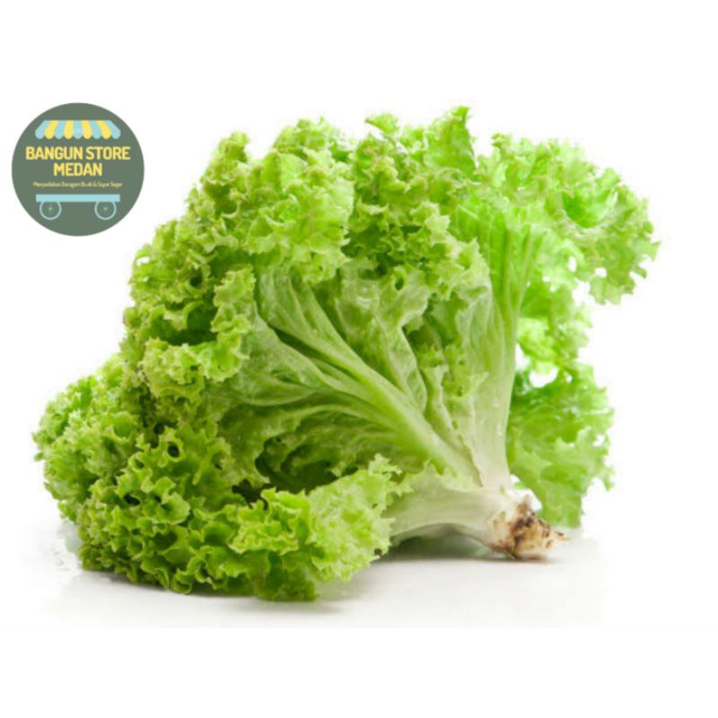 

BSM | TERMURAH Selada Keriting Segar 500gr - 1 kg | Sayur online