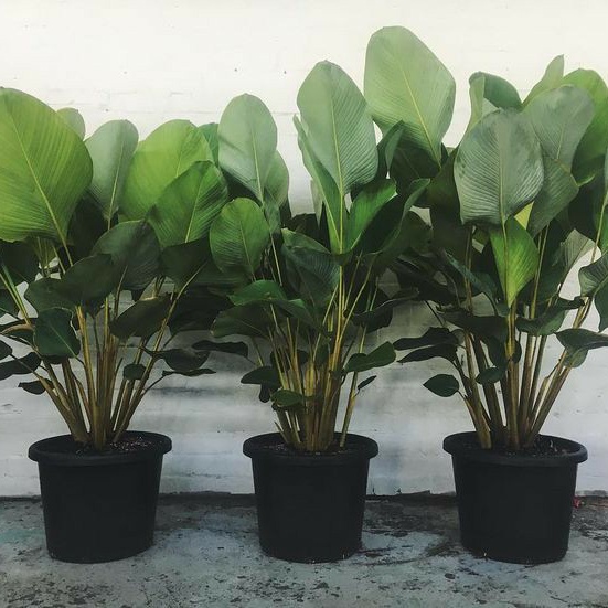 tanaman hias bibit calathea lutea tinggi 50-80cm