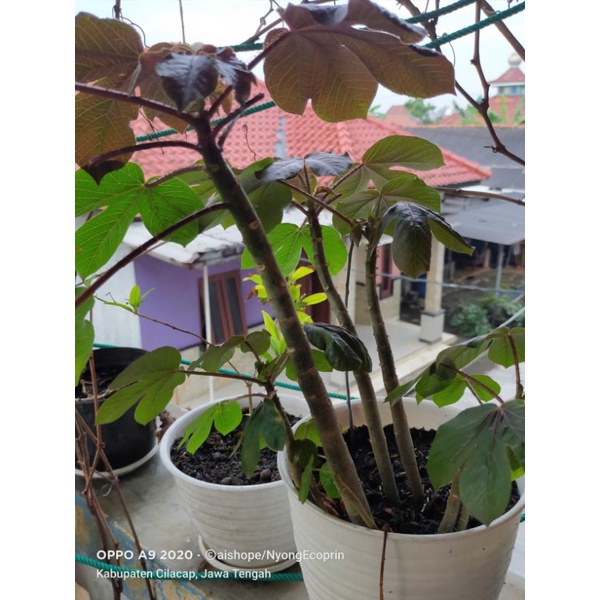 Daun Jarwul  Wulung Segar Jarak Wulung