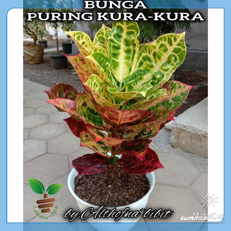 bibit tanaman BUNGA PURING KURA-KURA daun tebal terlaris.